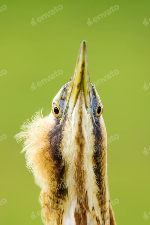 Preview: Cute Bird Portrait. Bird: Eurasian Bittern. Botaurus Stellaris. Green Nature Background.