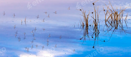 Preview: Birds Are Flying In The Sky. Colorful Water Reflection Background.