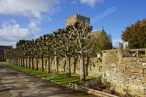 Preview: Pruned Symmetrically Shaped Trees Lining A Driveway In Great Rissington With St Peter'S Church In