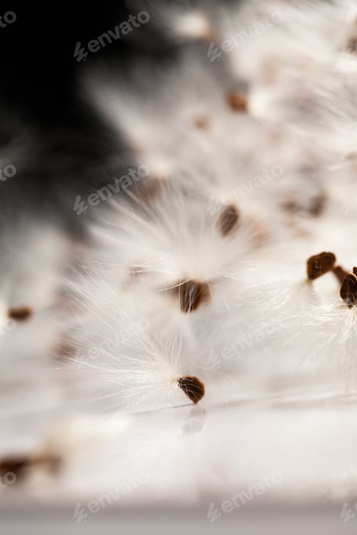 Preview: Abstract Composition With Dried Plants Seeds. Looks Like Dandelion Seeds
