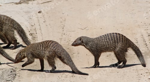 Preview: Dwarf Mongooses In The Tarangire National Park, Tanzania