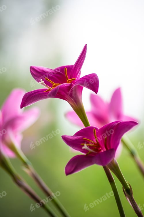 Preview: Decorative Pink Flower Rain Lily (Zephyranthes Grandiflora) On Blurred Background Closeup
