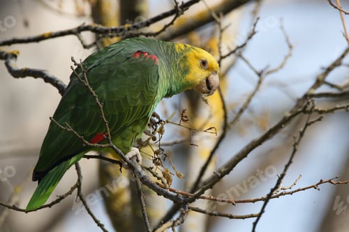 Preview: Yellow-Headed Amazon (Amazona Oratrix), Rosenstein Park, Stuttgart, Baden-Wuerttemberg