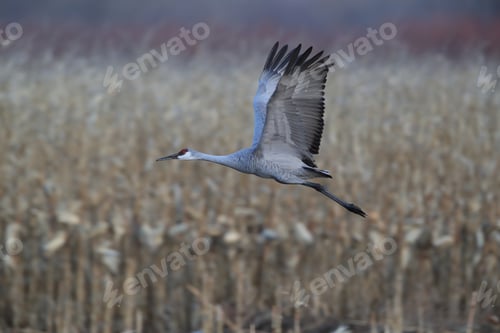 Preview: Sandhill Crane, New Mexico Usa