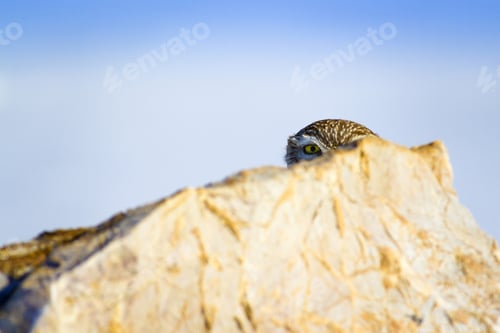 Preview: Little Owl And Winter Background. White Blue Background. Little Owl Athene Noctua