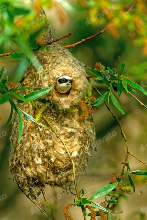 Preview: Cute Bird. Eurasian Penduline Tit. Bird Nest. Green Nature Background. Tree: Willow Tree.