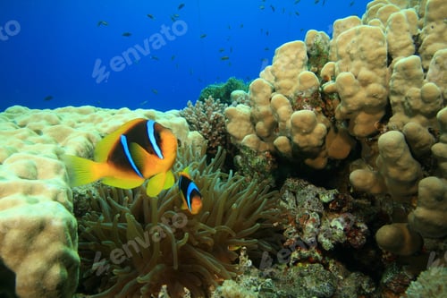 Preview: Anemonefishes In An Anemone Amongst A Coral Reef