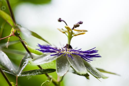 Preview: Passion Flower (Passiflora Incarnata) With Details