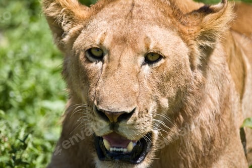 Preview: Lioness In The Serengeti National Park, Tanzania