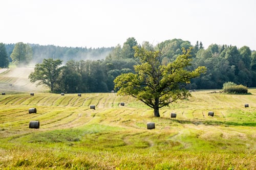 Preview: Autumn Field In Bright Day In Countryside With Rolls Of Hay