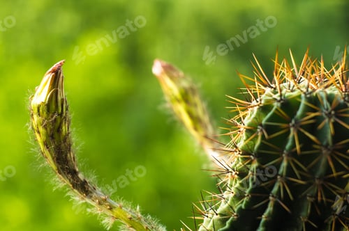Preview: Cactus Echinopsis Tubiflora, Selective Focus, Close Up