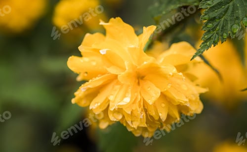 Preview: Spring Flowers In The Garden