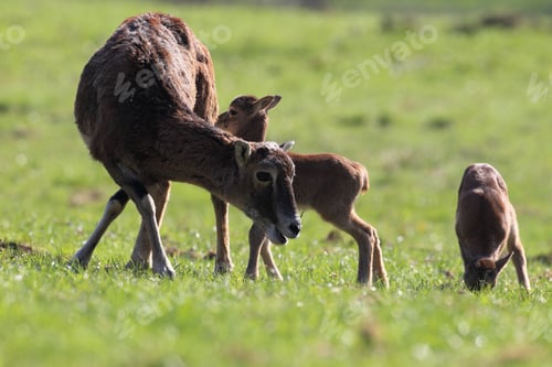 Preview: Big European Mouflon On The Grassland Wild Animal In The Nature Habitat, Saxony , Germany