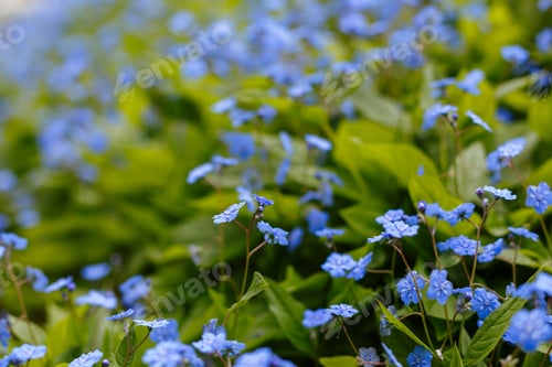 Preview: Navelwort Or Omphalodes Linifolia Blue Flowers In Spring Garden. Opmhalodes Vesna Moench Variety