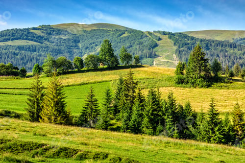 Preview: Summer Mountain Landscape In Morning Light. Spruce Forest On A Slope Near The Meadow With Wild