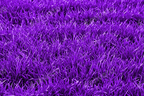 Preview: Fresh Grass, Detail Of A Green Field, Nature