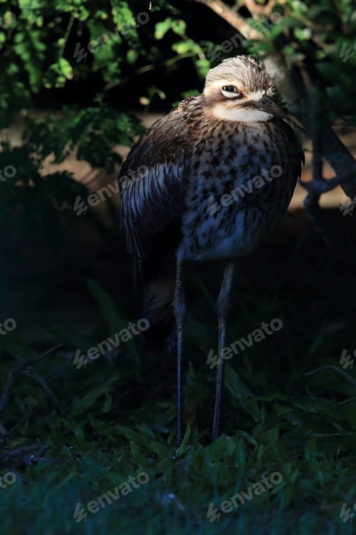 Preview: Bush Stone-Curlew Or Bush Thick-Knee Australia