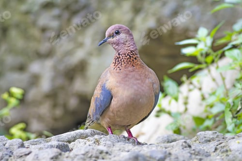 Preview: Laughing Dove. Spilopelia Senegalensis. Nature Background.
