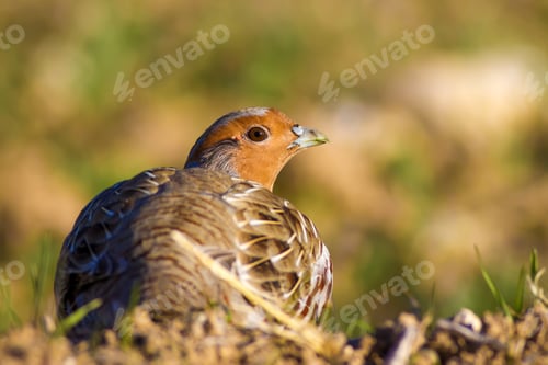 Preview: Partridges. Colorful Nature Background. Bird: Grey Partridge. Perdix Perdix.