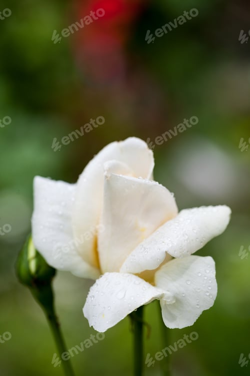 Preview: White, Beautiful, Delicate Rose Petals And Water Drops