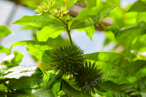 Preview: Fruits Of Allamanda Yellow, Also Known As Bush Allamanda.