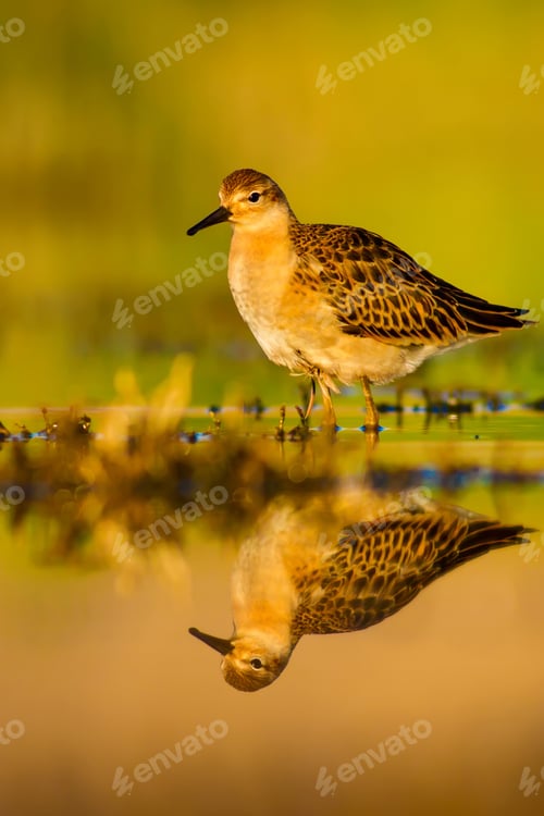 Preview: Water Bird. Colorful Nature Background.