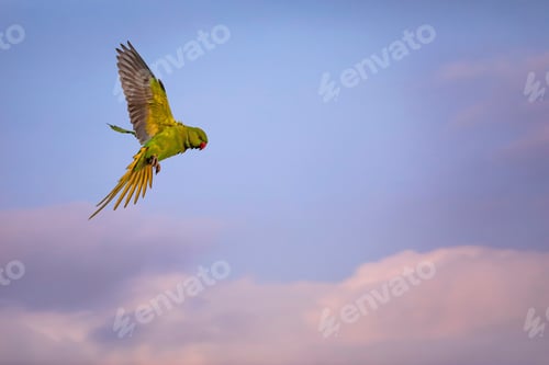 Preview: Flying Bird. Colorful Nature Background.