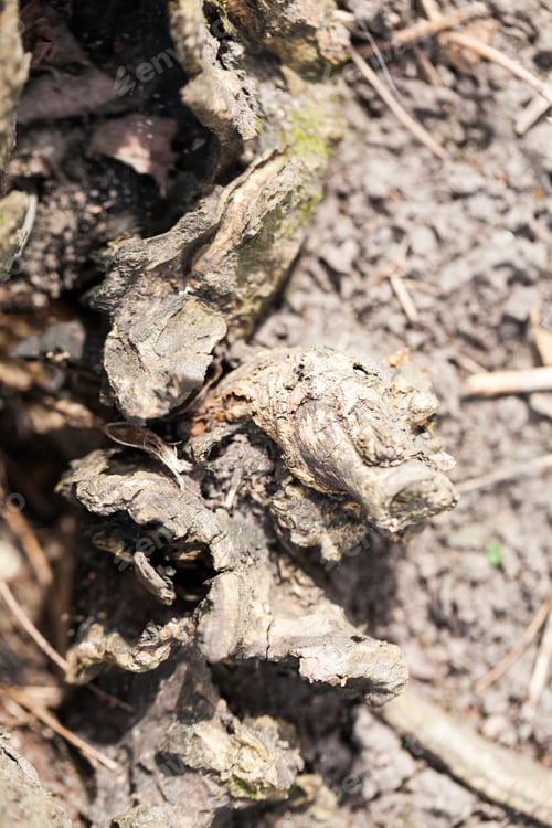 Preview: Tree Bark With Moss And Lichens - Texture And Background