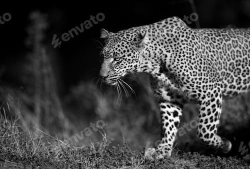 Preview: A Portrait Of Leopard Koboso At Masai Mara, Kenya