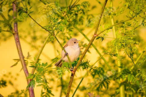 Preview: Cute Bird. Green Branches And Yellow Background. Eurasian Penduline Tit