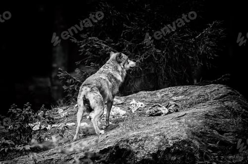 Preview: Wolves In The Bavarian Forest National Park, Bavaria, Germany