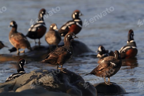 Preview: Harlequin Duck (Histrionicus Histrionicus) Iceland