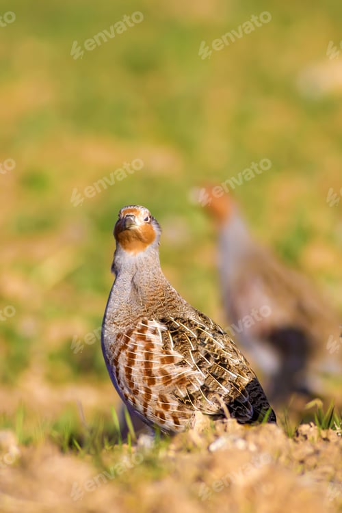 Preview: Partridge. Warm Colors Nature Background. Grey Partridge. Perdix Perdix.