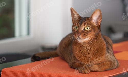 Preview: Purebred Abyssinian Cat