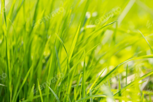 Preview: Green Spring Grass In Close Up. Spring Background With Green Leaves Of Grass.