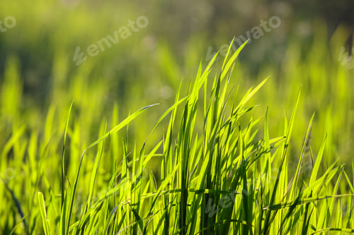 Preview: Forest Glade Close Up Of Grass In The Warm Sun Light
