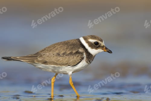 Preview: Nature And Bird. Cute Little Common Water Bird. Colorful Nature Background. Bird: Common Ringed