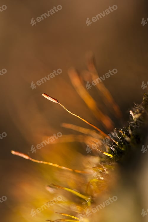 Preview: Moss Flowers