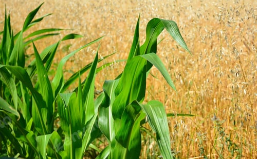 Preview: Young Green Corn Field In Agricultural Garden