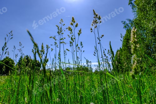 Preview: Beautiful Green Meadow With Summer Flowers Near Forest In Warm Summer Day. Foliage Texture