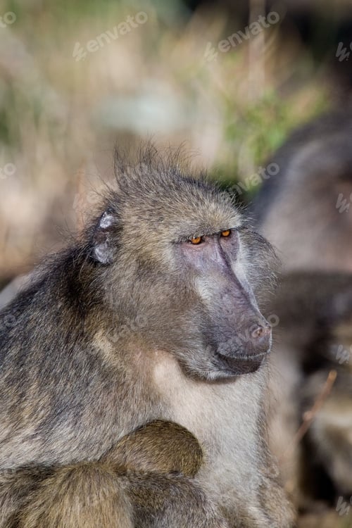 Preview: Baboon In The Kruger National Park, South Africa