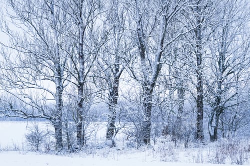 Preview: Snowy Forest In Winter