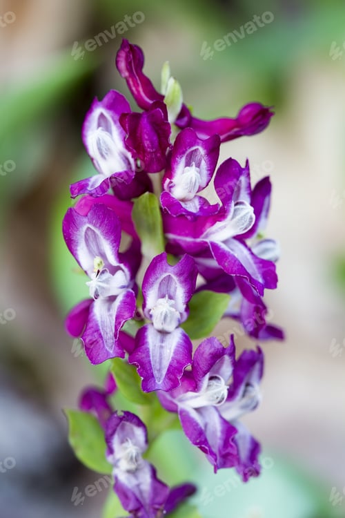Preview: Stagger Weed (Corydalis Cava) Plant With Purple Flower With Natural Background