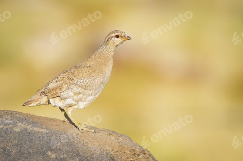 Preview: Cute Yellow Partridge Yellow Background See See Partridge Ammoperdix Griseogularis