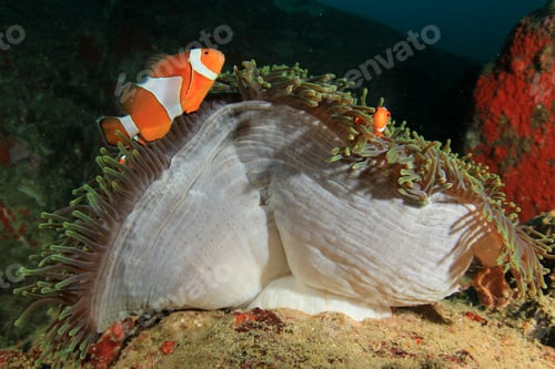 Preview: Clownfish Anemonefish Fish