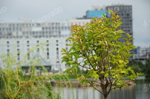 Preview: Young Tree On Blurry Background