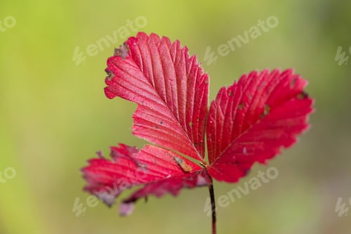 Preview: Red Strawberry Leaves Autumn