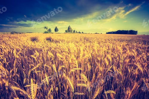 Preview: Vintage Photo Of Landscape With Corn Field At Summer. Beautiful Polish Countryside.
