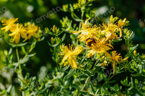 Preview: Hypericum Perforatum, Known As St John'S Wort, Common Or Perforate St John'S-Wort In Natural