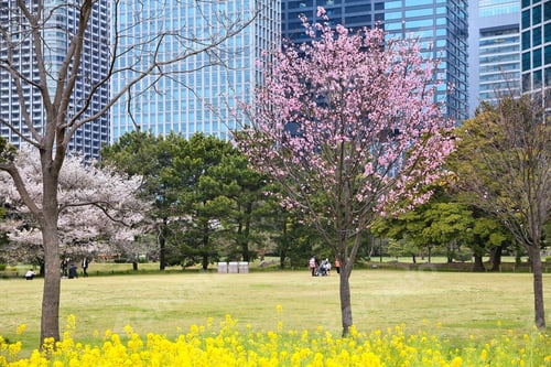 Preview: Tokyo, Japan - Famous Hamarikyu Gardens, Park In Chuo District